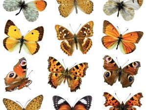 Διακοσμητικά αυτοκόλλητα τοίχου Butterflies M